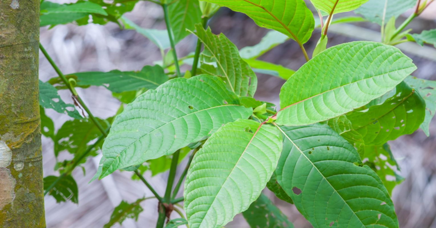 Kratom in Tennessee: How to Toss and Wash Kratom Powder Correctly