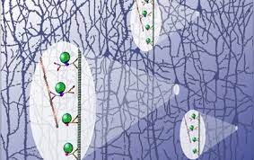 Protein protects cells from stressful forces, and diseases such as muscular dystrophy, by forming ‘nanoclusters’