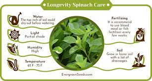 Health benefits of Longevity Spinach