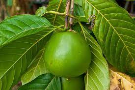 Borojo fruit benefits