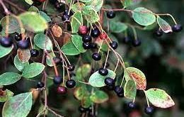 Facts about Farkleberry – Vaccinium arboreum