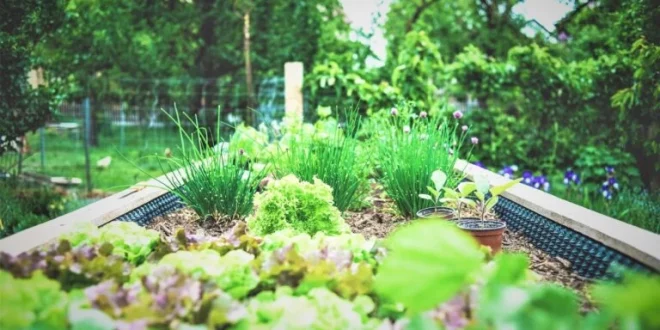 Chef Jamie Picon: Herb Gardening Benefits For Health & Longevity