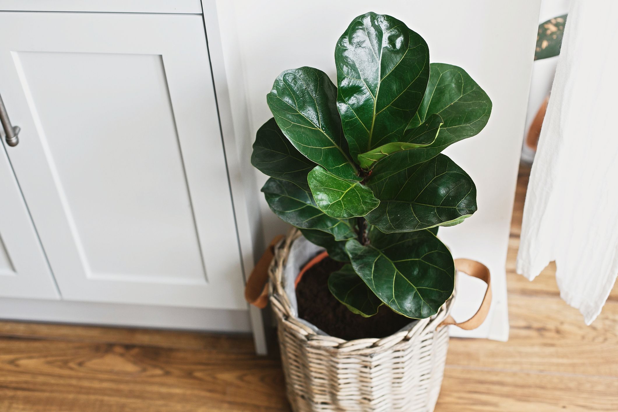 Indoor Plants that Improve overall Health and Wellness