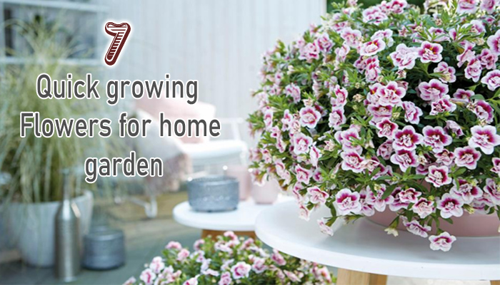 Top 7 Quick growing flowers for home garden