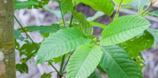 Kratom in Tennessee: How to Toss and Wash Kratom Powder Correctly