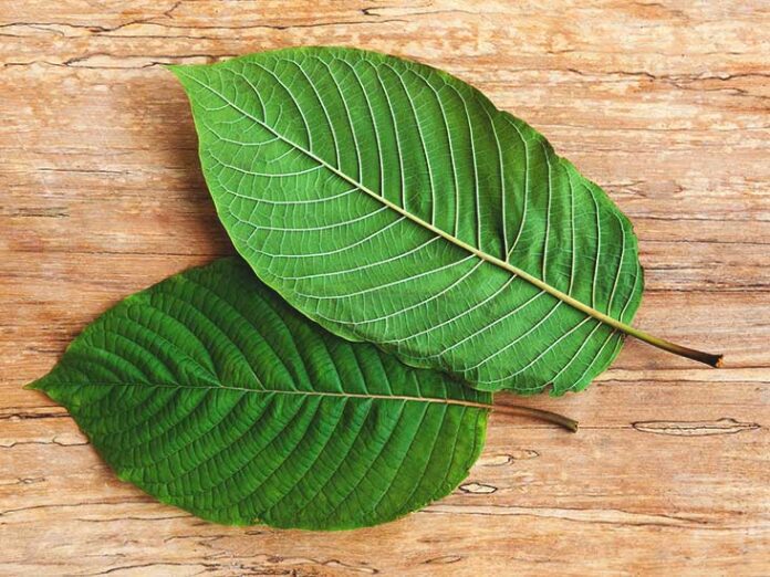 Unfolding the Story of Kratom: Is it Safe? What do different Parties say?