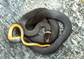 Ring neck snake NON-VENOMOUS