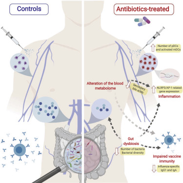 The Effect of Antibiotics on the Gut Microbiome