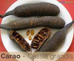Carao facts and benefits