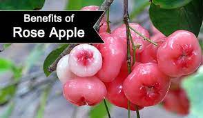 Health benefits of Rose Apple (Java Apple)