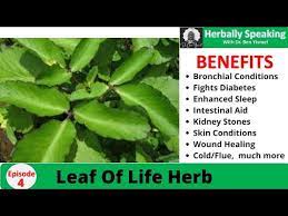 Health benefits of Life plant