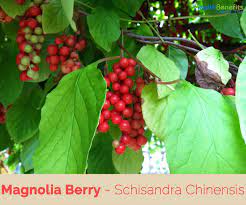 Health benefits of Magnolia Berry