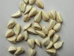 Facts and Benefits of Beech Nut
