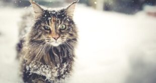 5 Tips for Cat Parents on Cold Weather Cat Care!