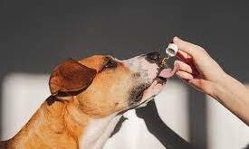 A Guide To Administering CBD Oil To Dogs