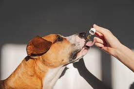 A Guide To Administering CBD Oil To Dogs