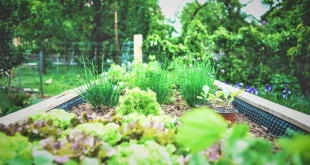 Chef Jamie Picon: Herb Gardening Benefits For Health & Longevity